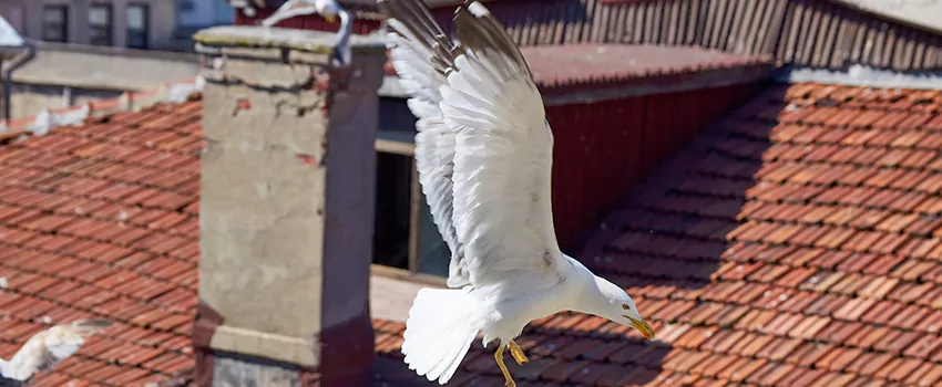 Residential Chimney Animal Removal Solution in Prattville, AL
